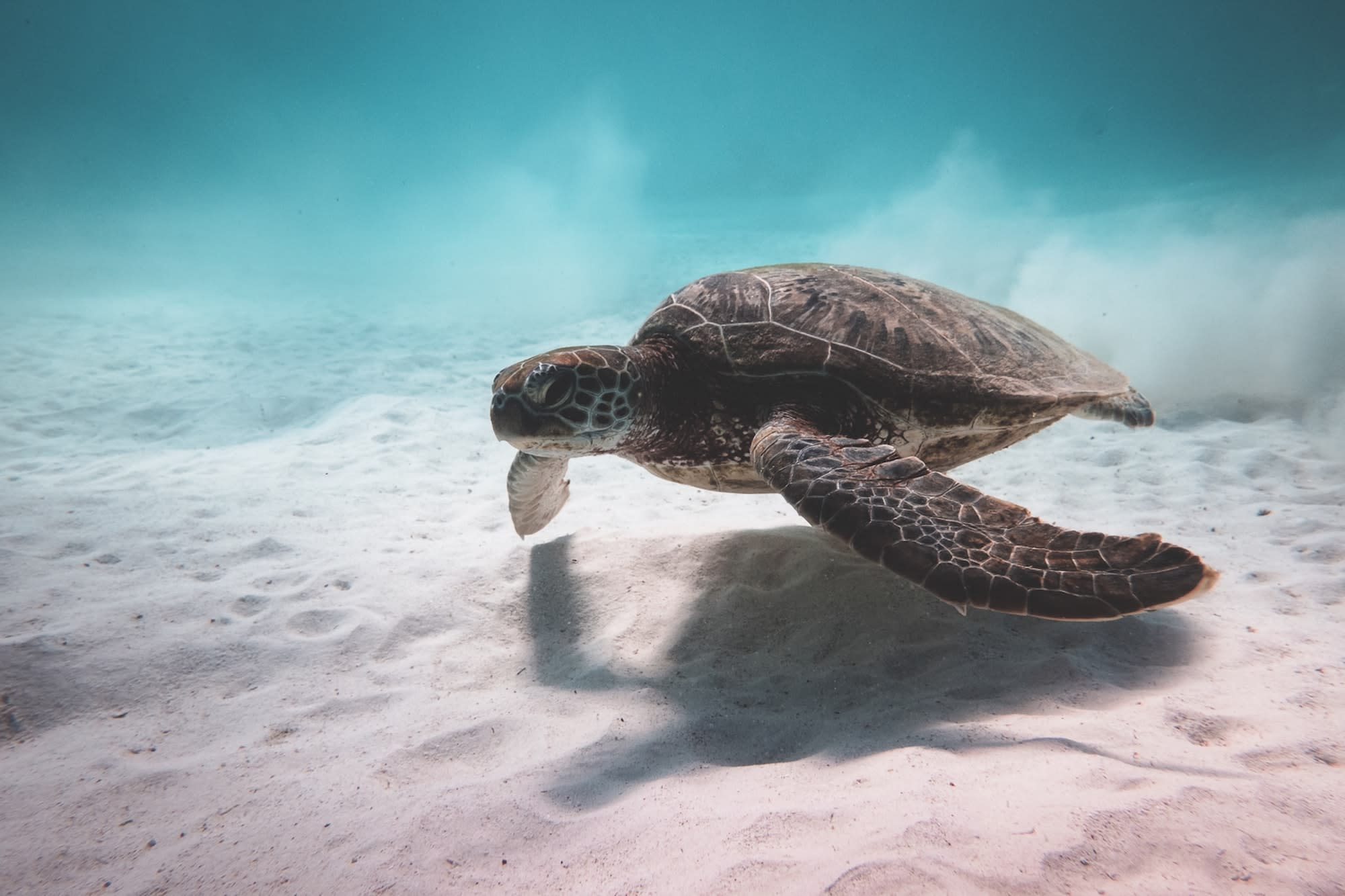Sea turtle